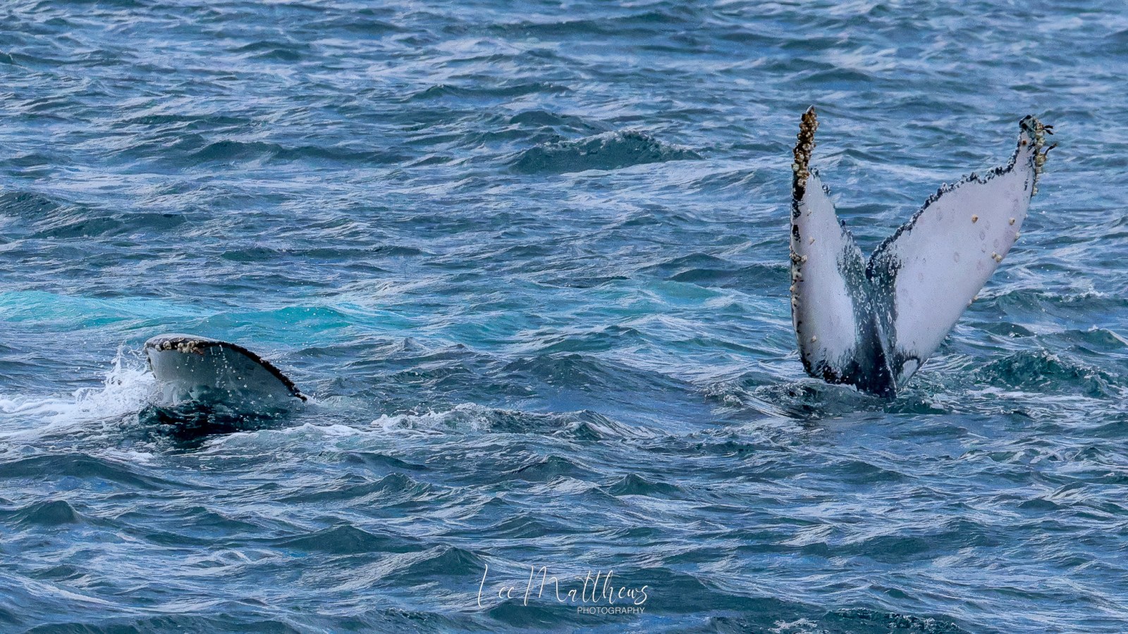 a whale jumping out of the water