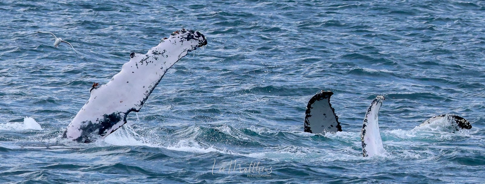 a whale jumping out of the water