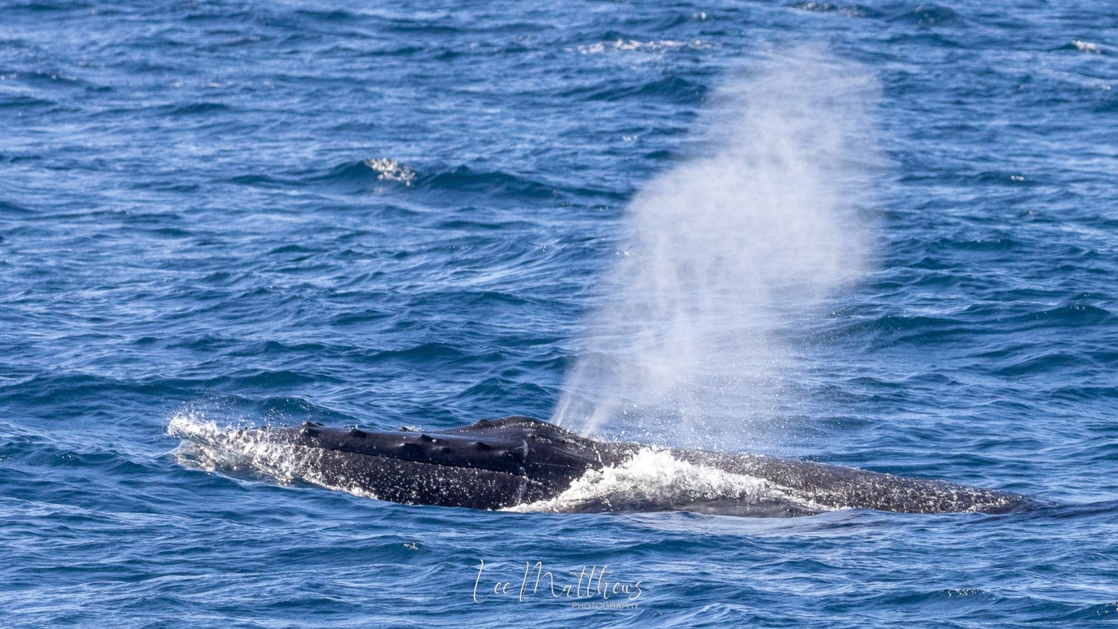 Whale Watching Moonshadow TQC Cruises Port Stephens