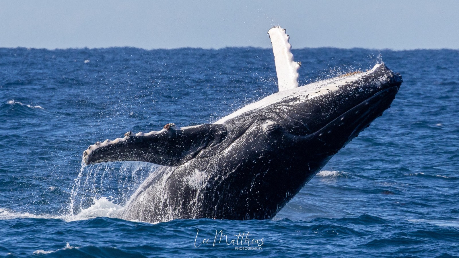 a whale jumping out of the water