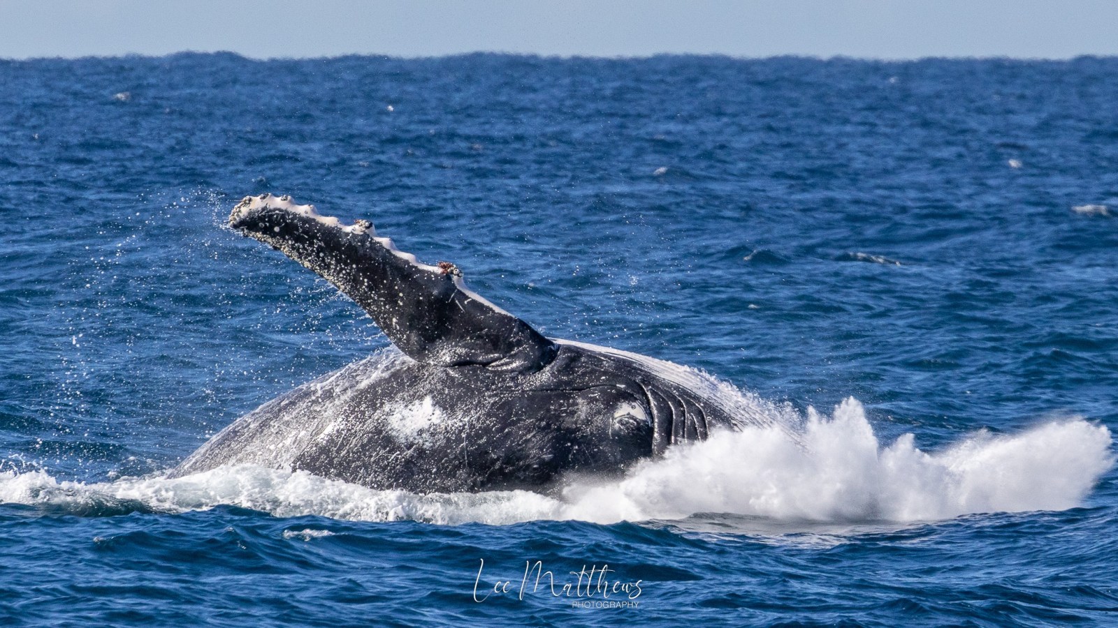a whale jumping out of the water