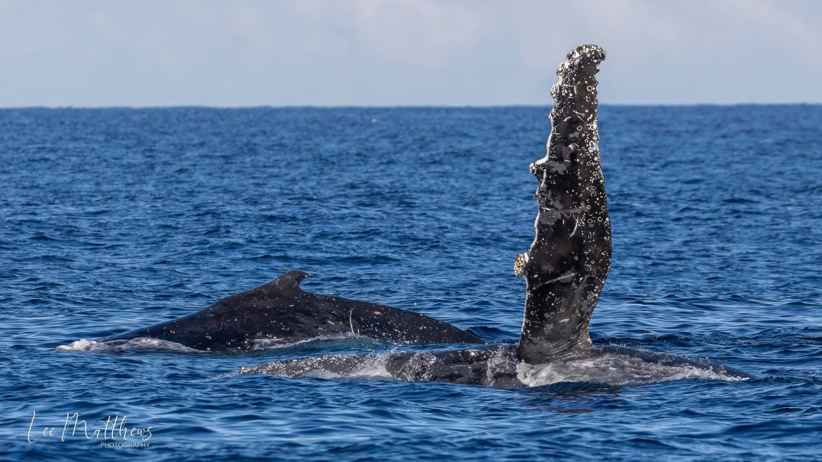 a whale jumping out of the water