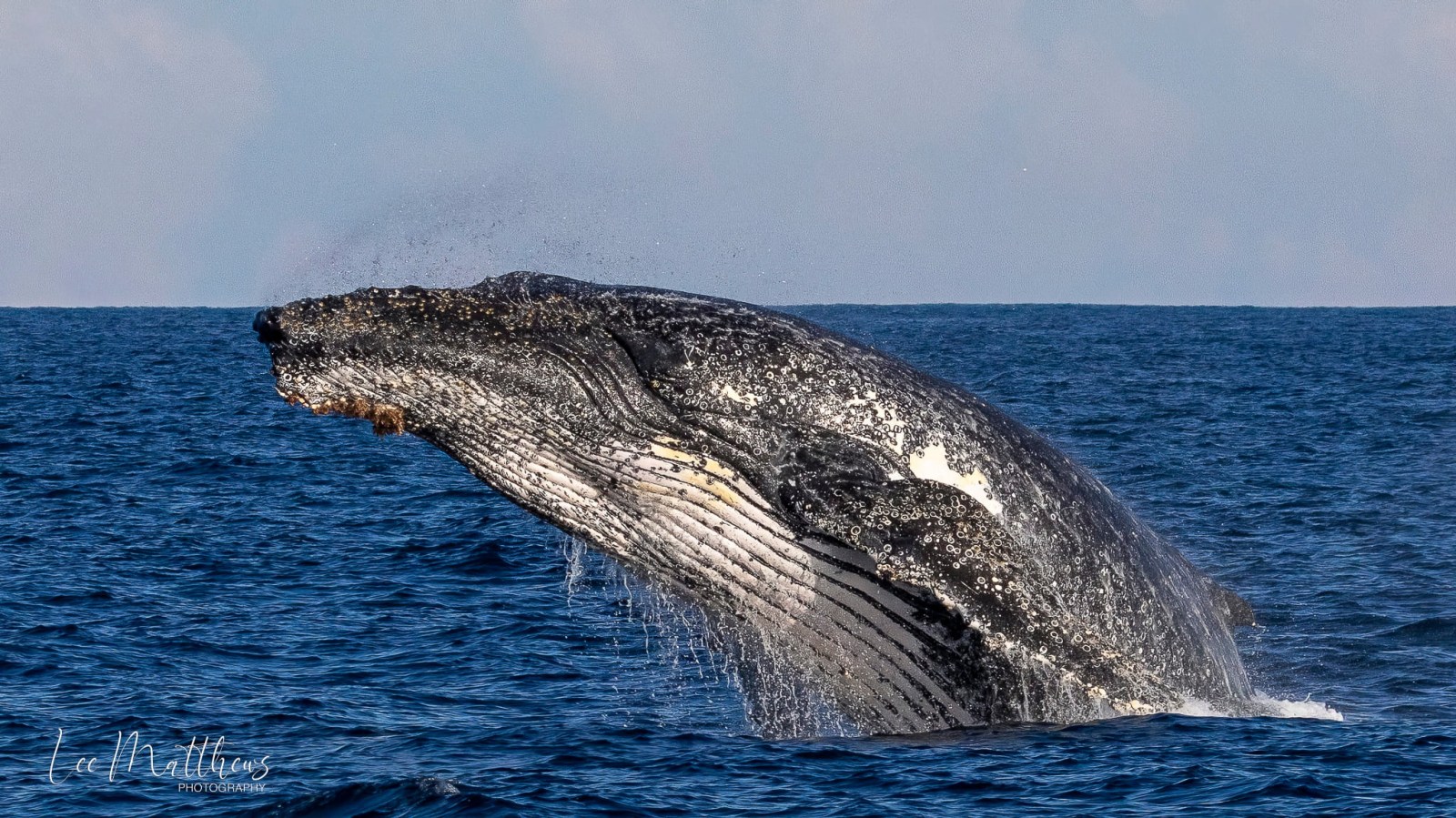 a whale jumping out of the water