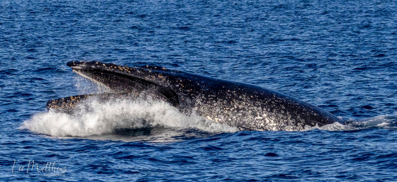 a whale jumping out of the water