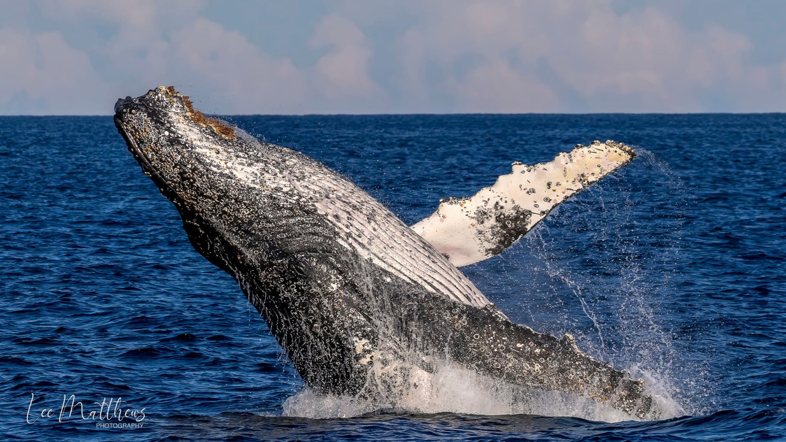 Whale Watching Moonshadow TQC Cruises Port Stephens