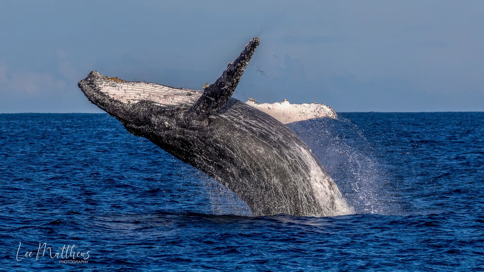 a whale jumping out of the water