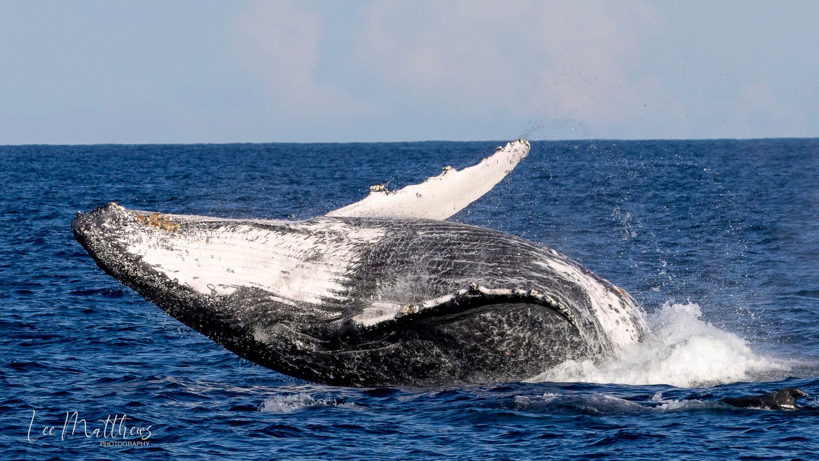 a whale jumping out of the water