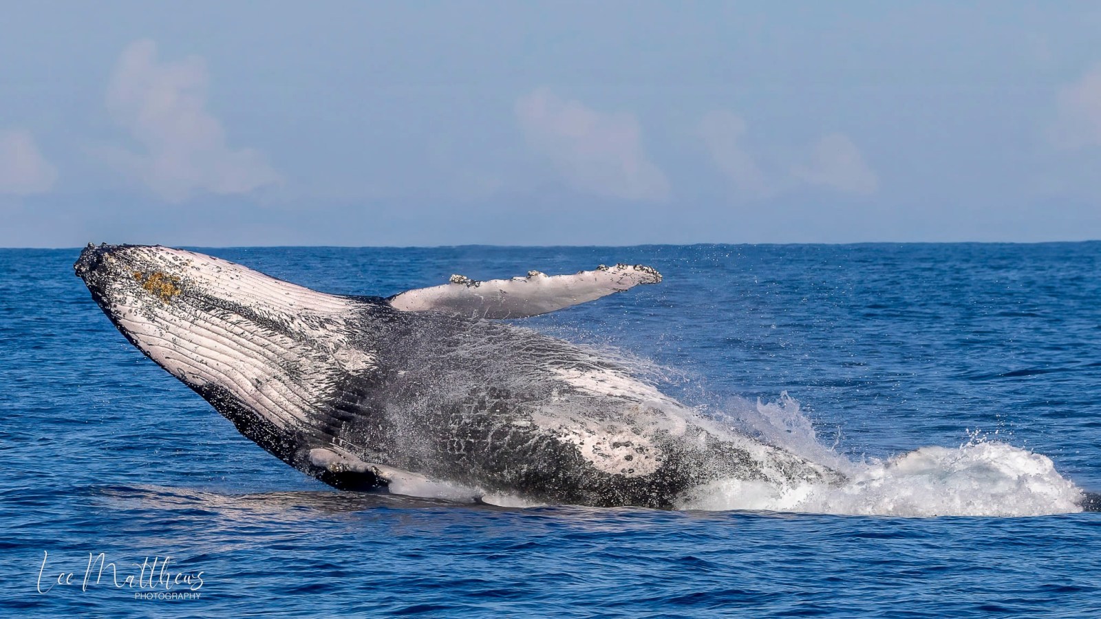 a whale jumping out of the ocean