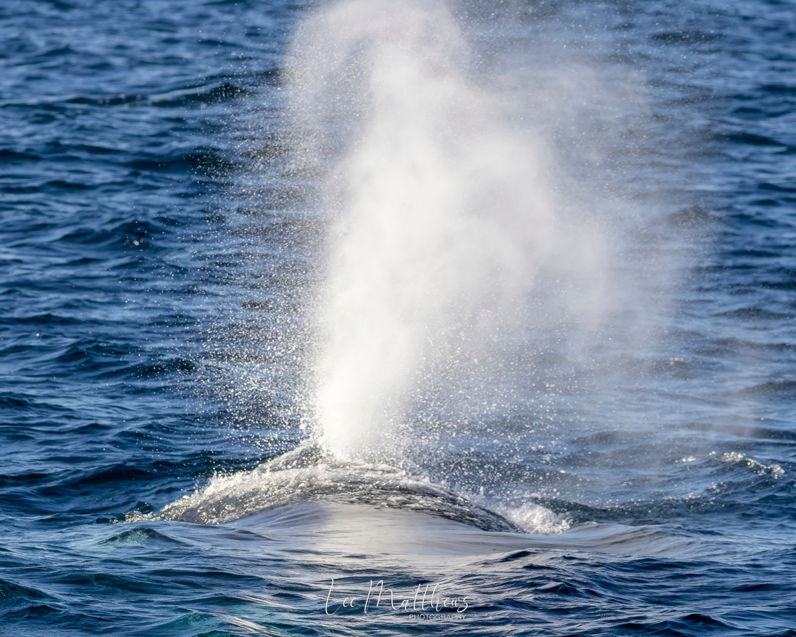 Whale Watching Cruises Moonshadow TQC Port Stephens