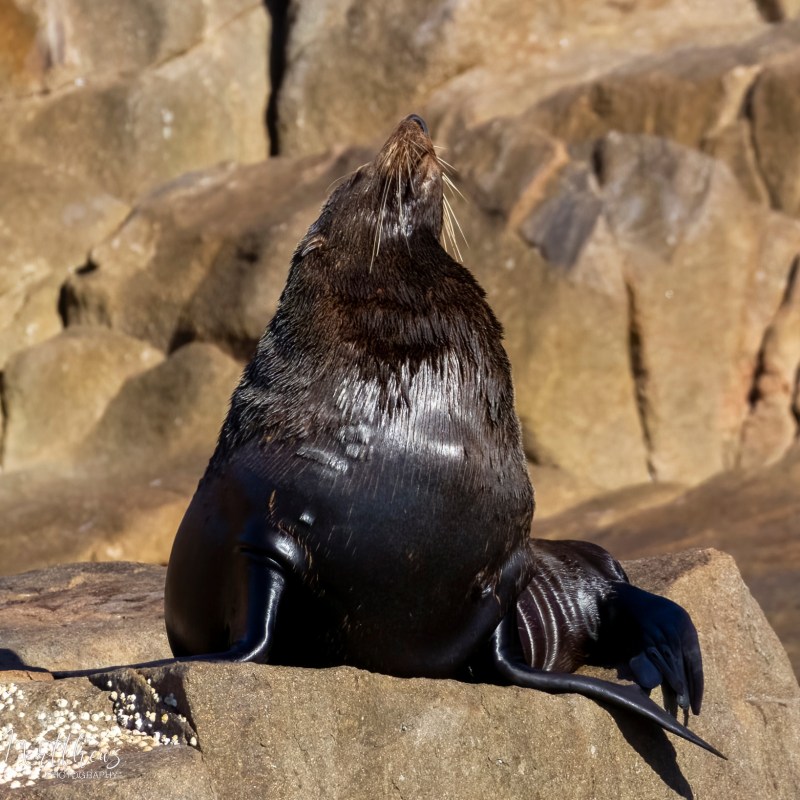 a bird sitting on a rock