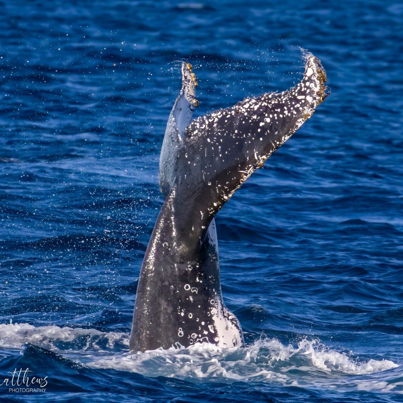 a bird flying over a body of water