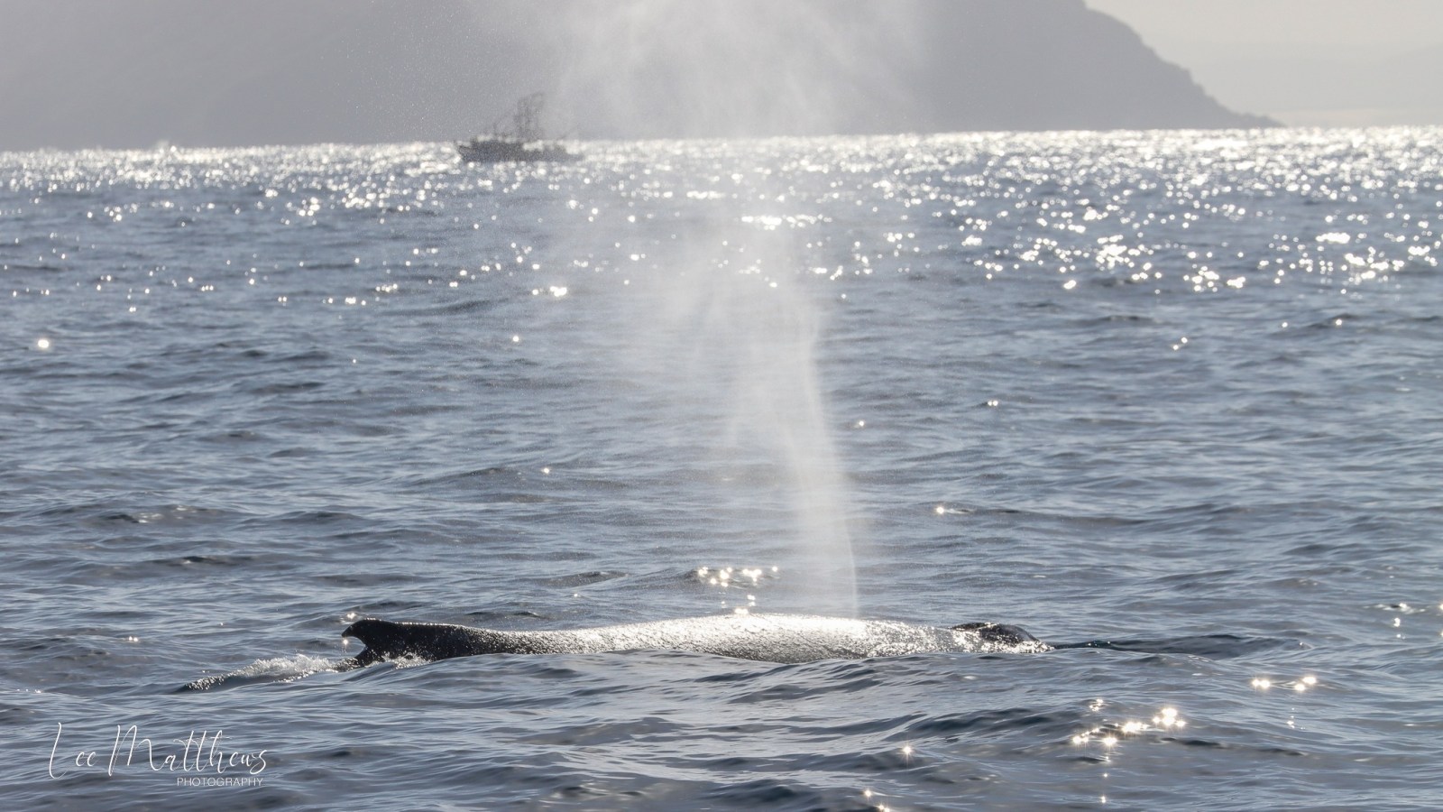 Whale Watching Moonshadow TQC Cruises Port Stephens