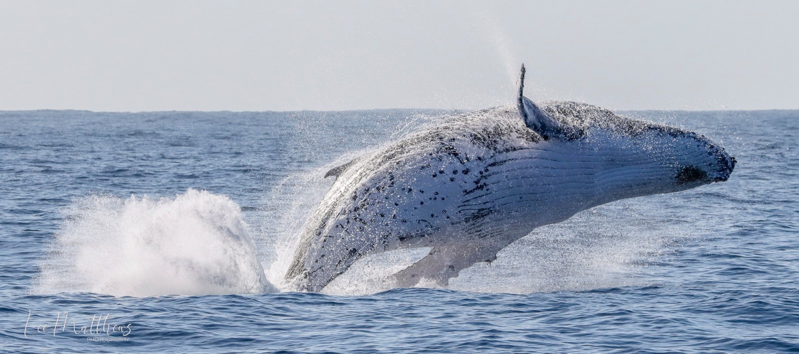 a whale jumping out of the water