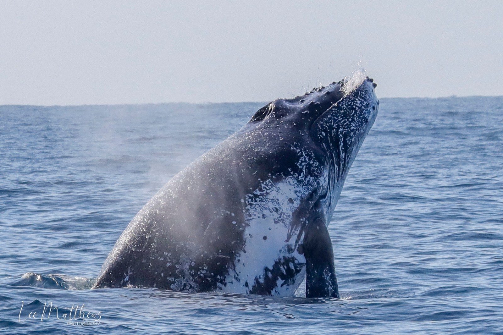 a whale jumping out of the water