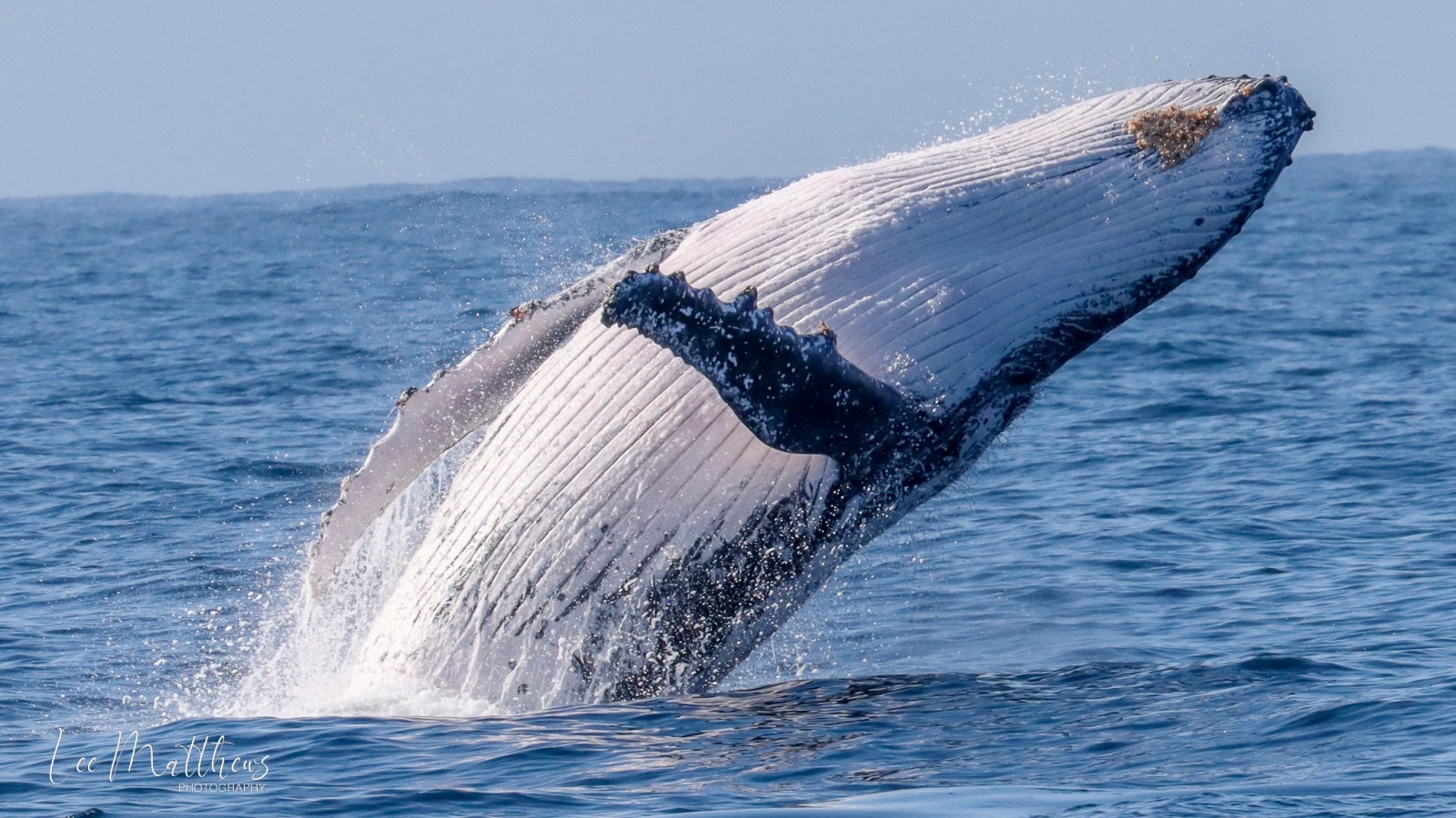 a whale jumping out of the water