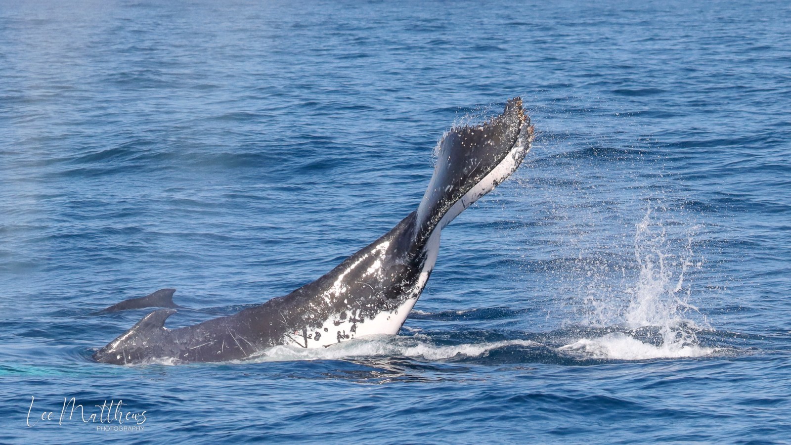 a whale jumping out of the water