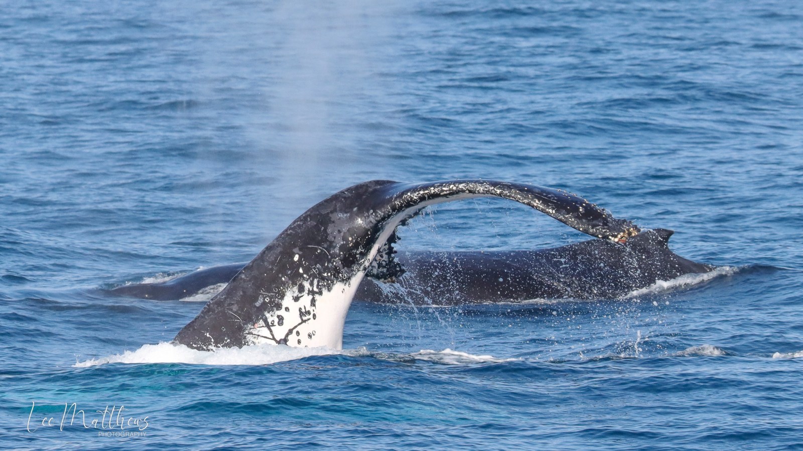 a whale jumping out of the water
