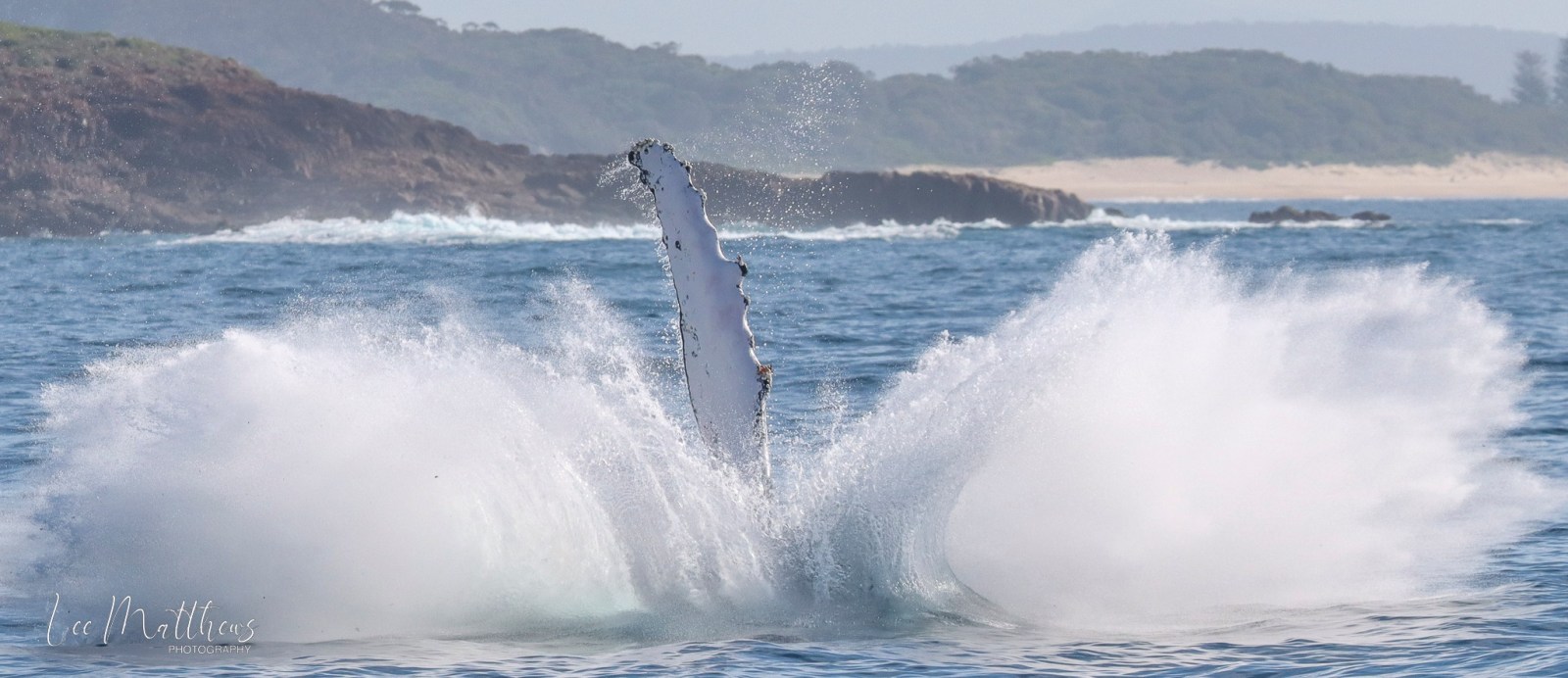 Whale Watching Moonshadow TQC Cruises Port Stephens’