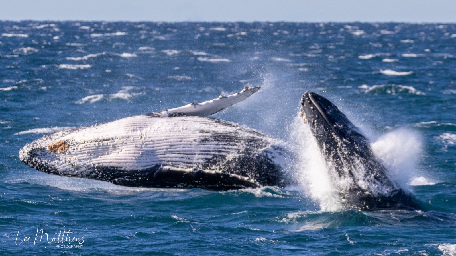 a whale jumping out of the water