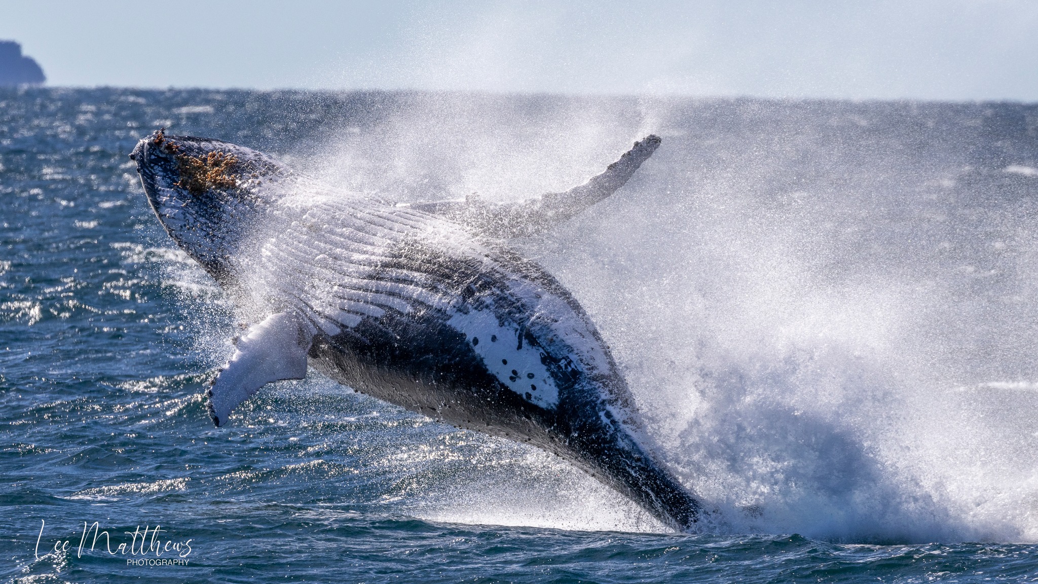 Whale Watching Moonshadow TQC Cruises Port Stephens a man riding a wave on a surfboard in the water