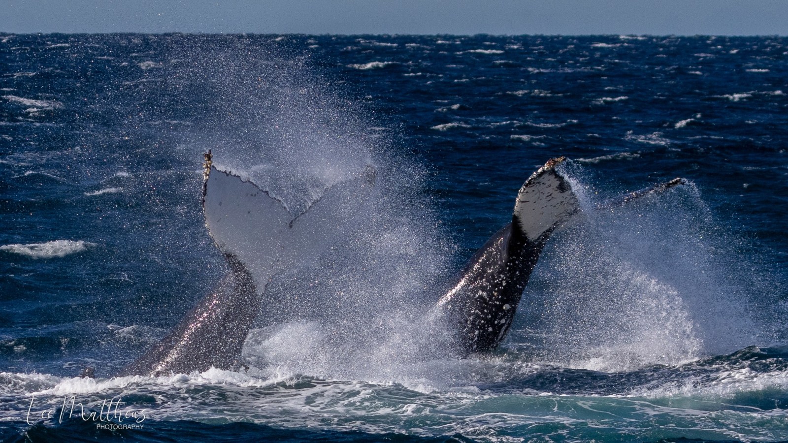 a whale jumping out of the water