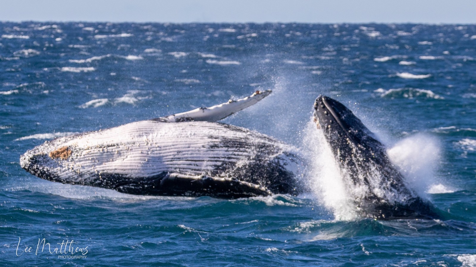 Whale Watching Moonshadow TQC Cruises Port Stephens