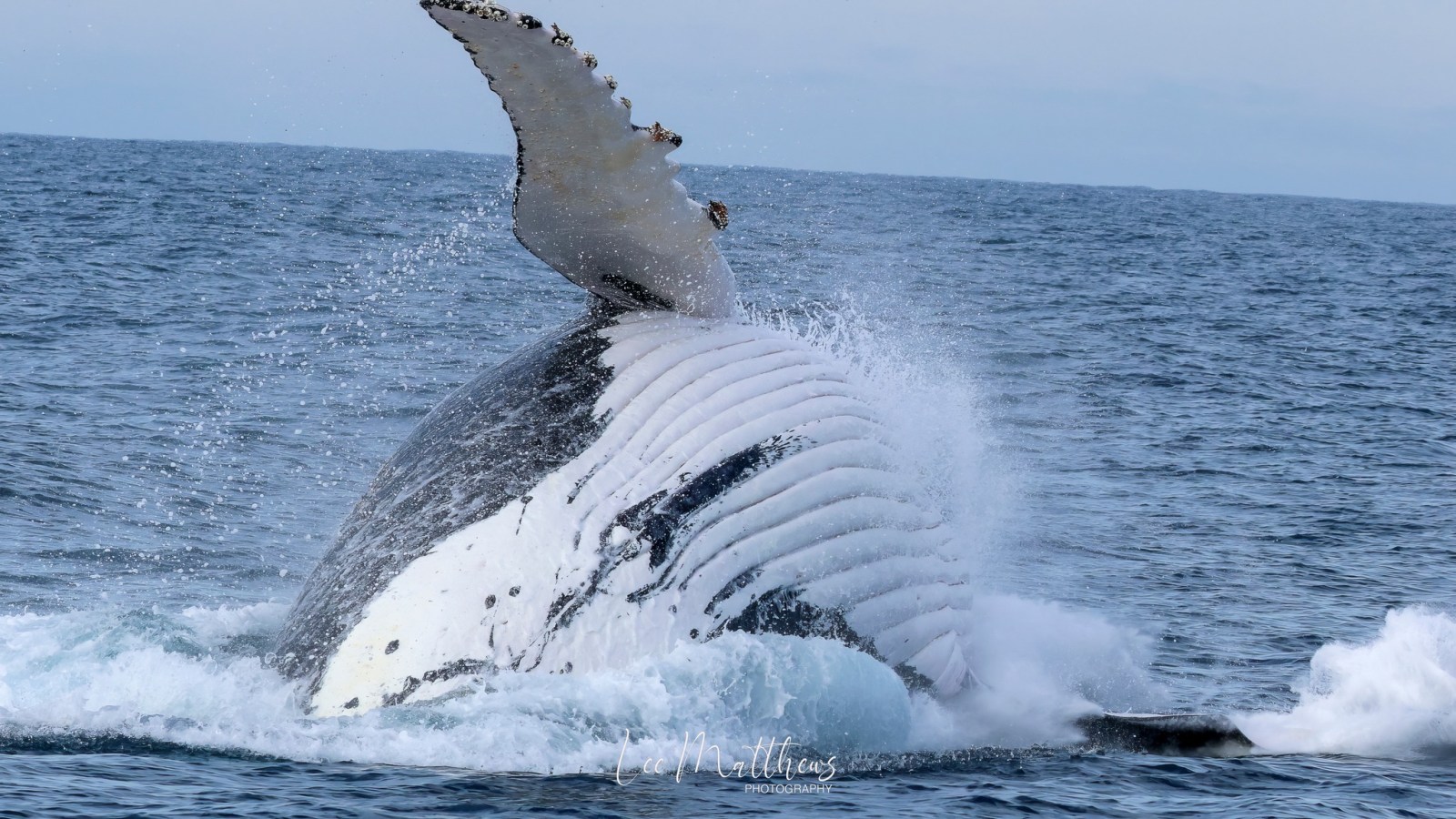 a whale jumping out of the water