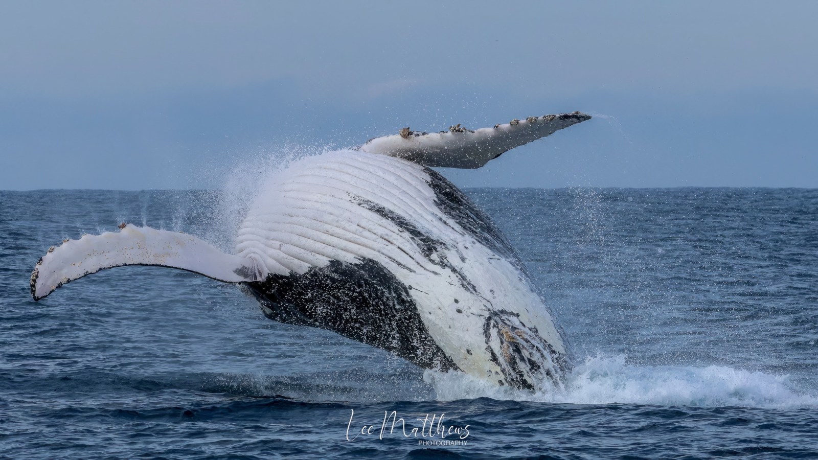 a whale jumping out of the water