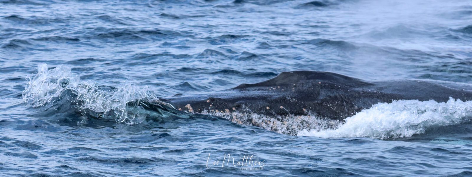 an animal swimming in the water