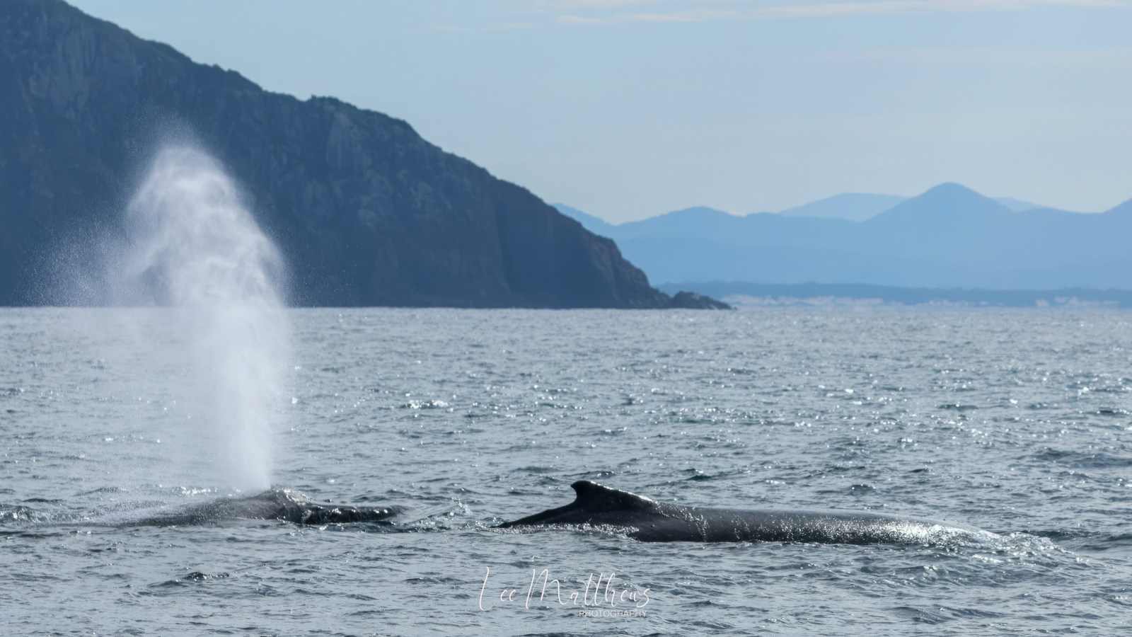 a whale jumping out of the water with a mountain in the background