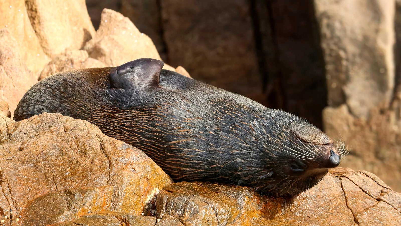 a bird sitting on a rock