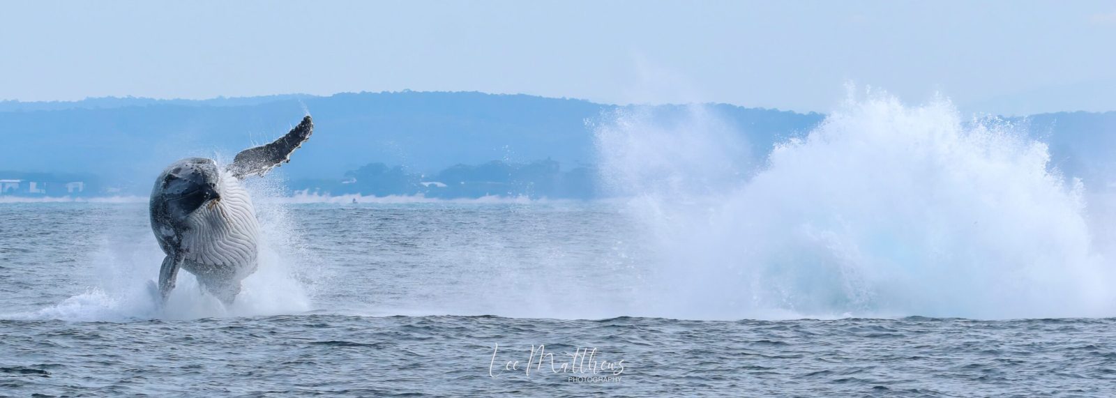 Whale Watching Moonshadow TQC Cruises Port Stephens