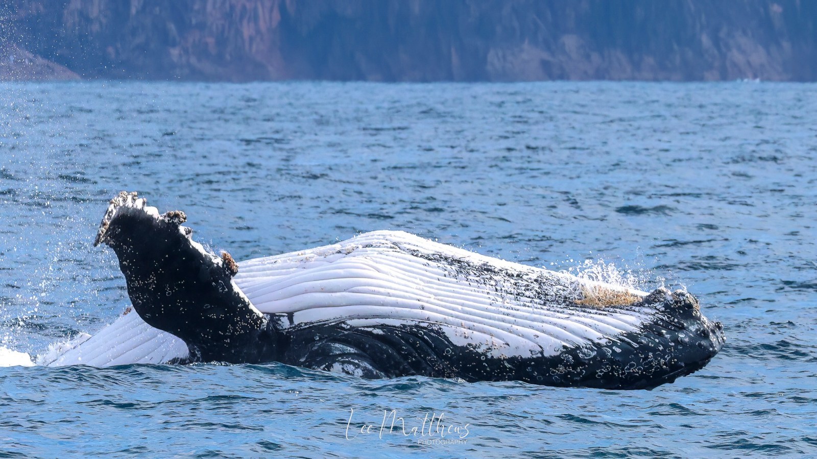 a dog swimming in a body of water
