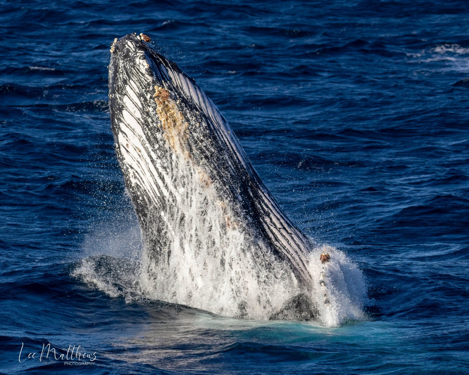 Whale Watching Moonshadow TQC Cruises Port Stephens