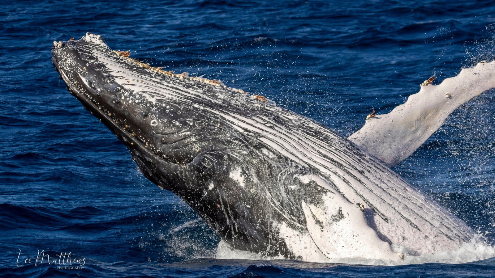 a whale jumping out of the water