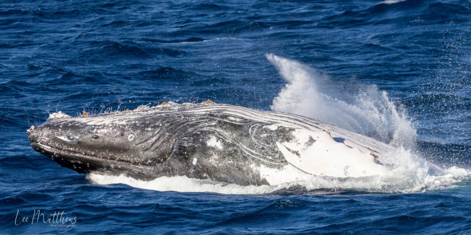 a whale jumping out of the water