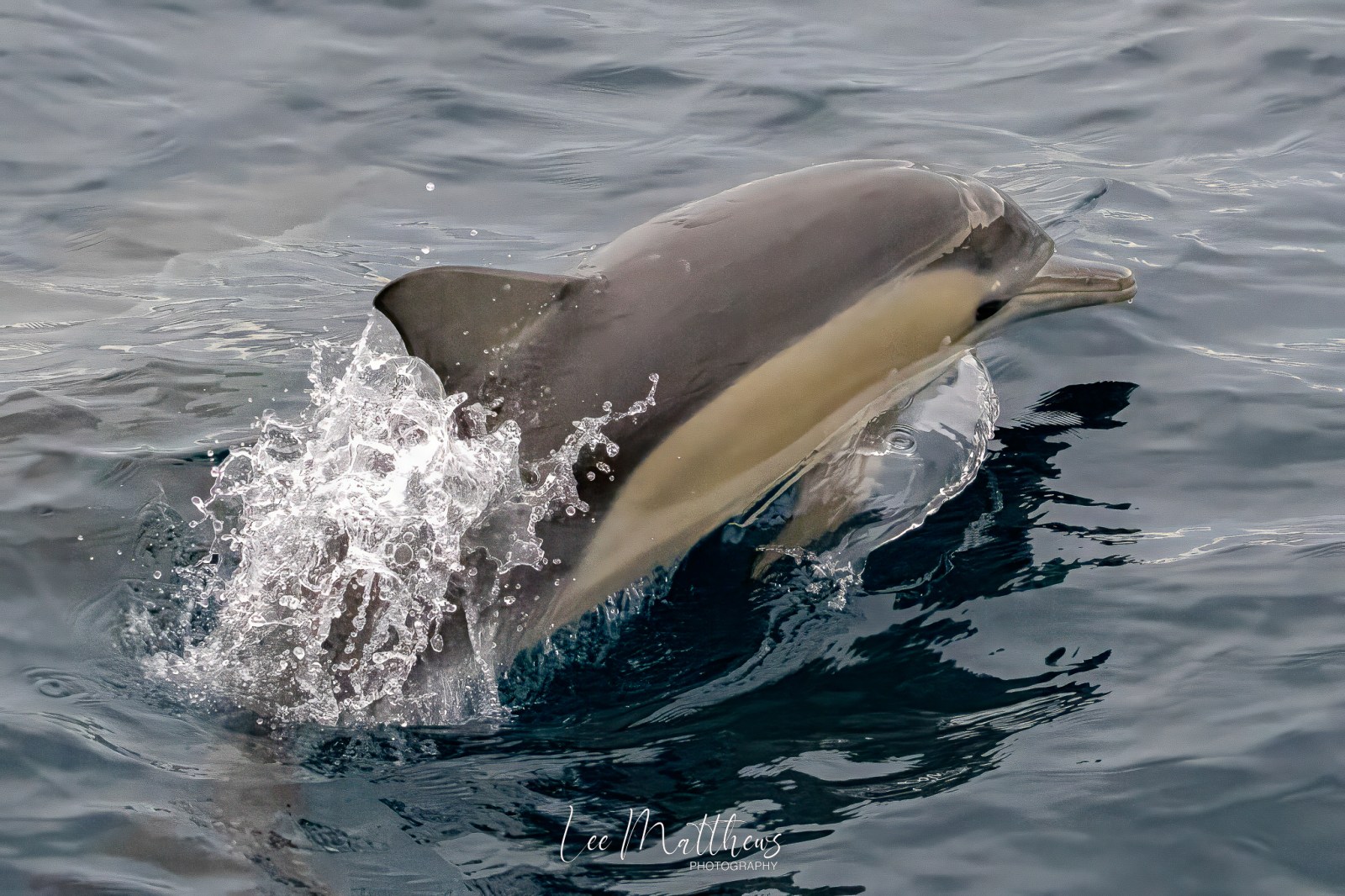 a dolphin swimming in a body of water