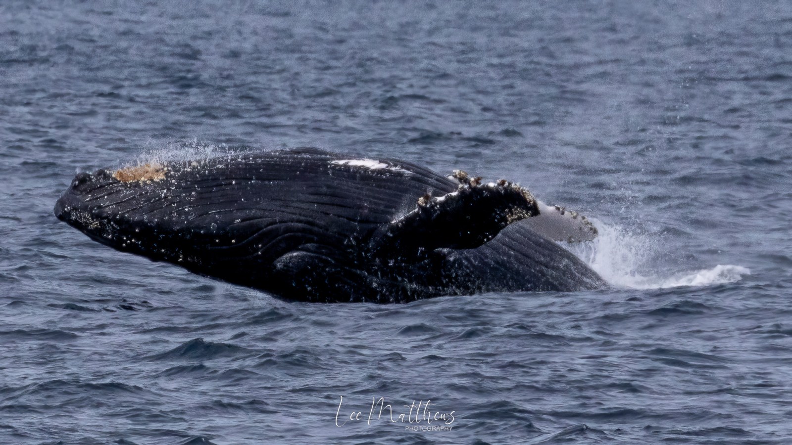 Whale Watching Moonshadow TQC Cruises Port Stephens