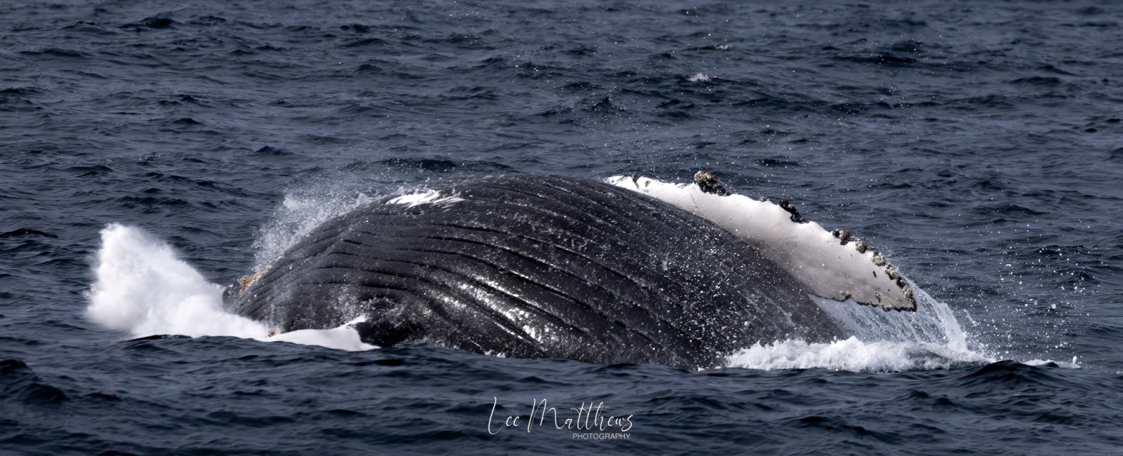 a whale jumping out of the water