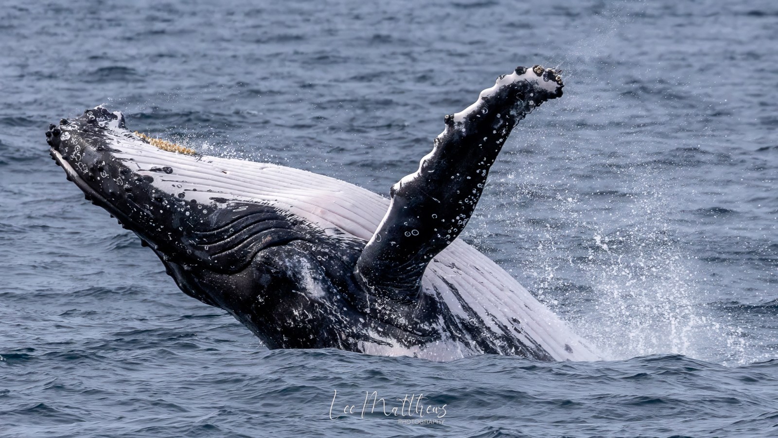 a whale jumping out of the water