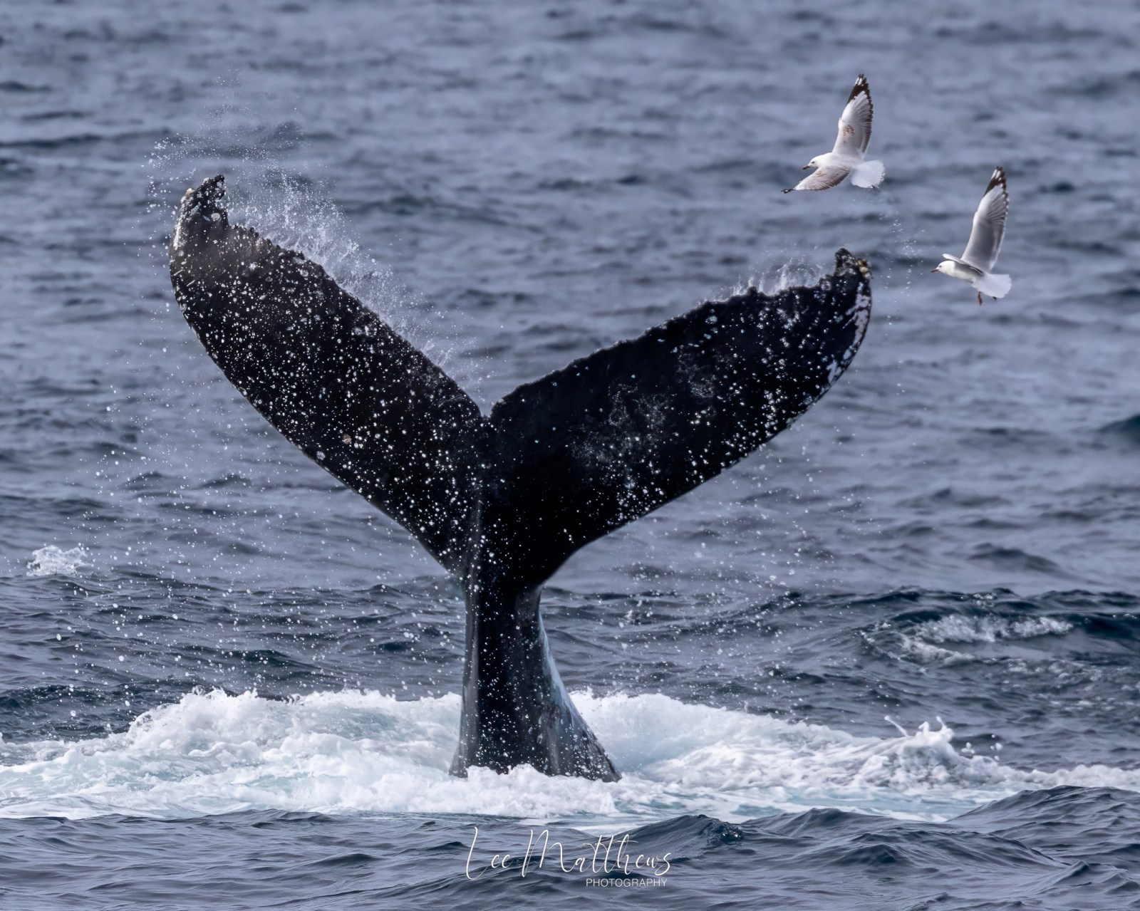 a bird sitting on top of a body of water