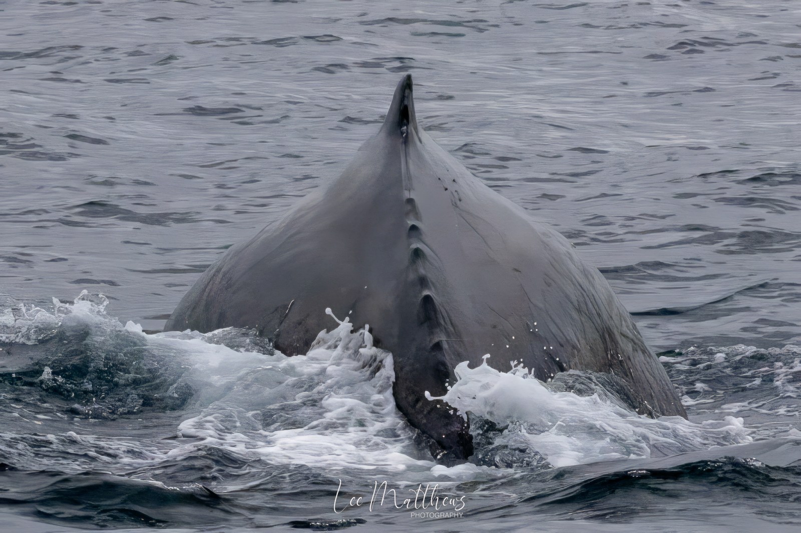 a whale jumping out of the water