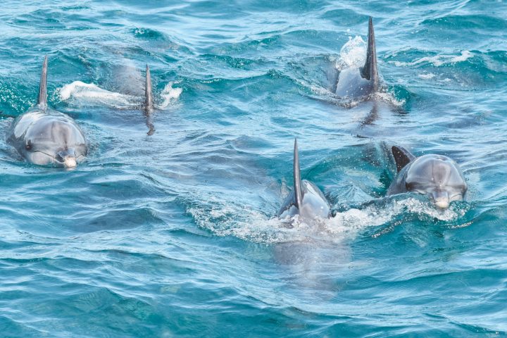 MOONSHADOW TQC CRUISES WHALE WATCHING PORT STEPHENS