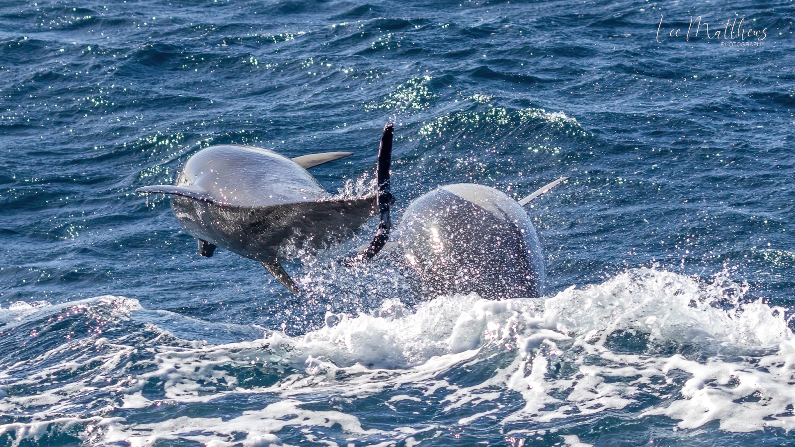 Whale Watching Moonshadow TQC Cruises Port Stephens