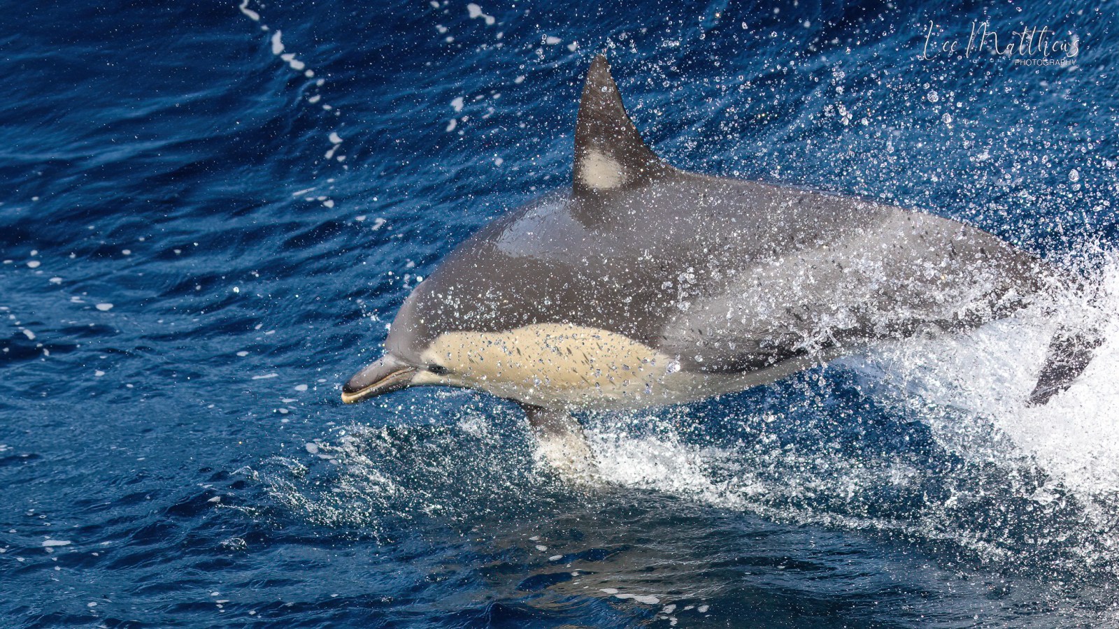 an animal swimming in the water