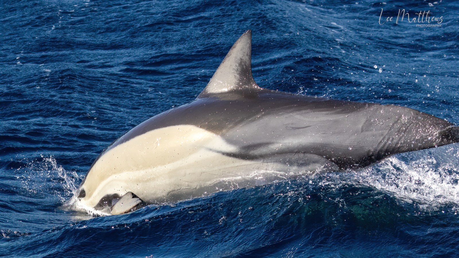 an animal swimming in the water