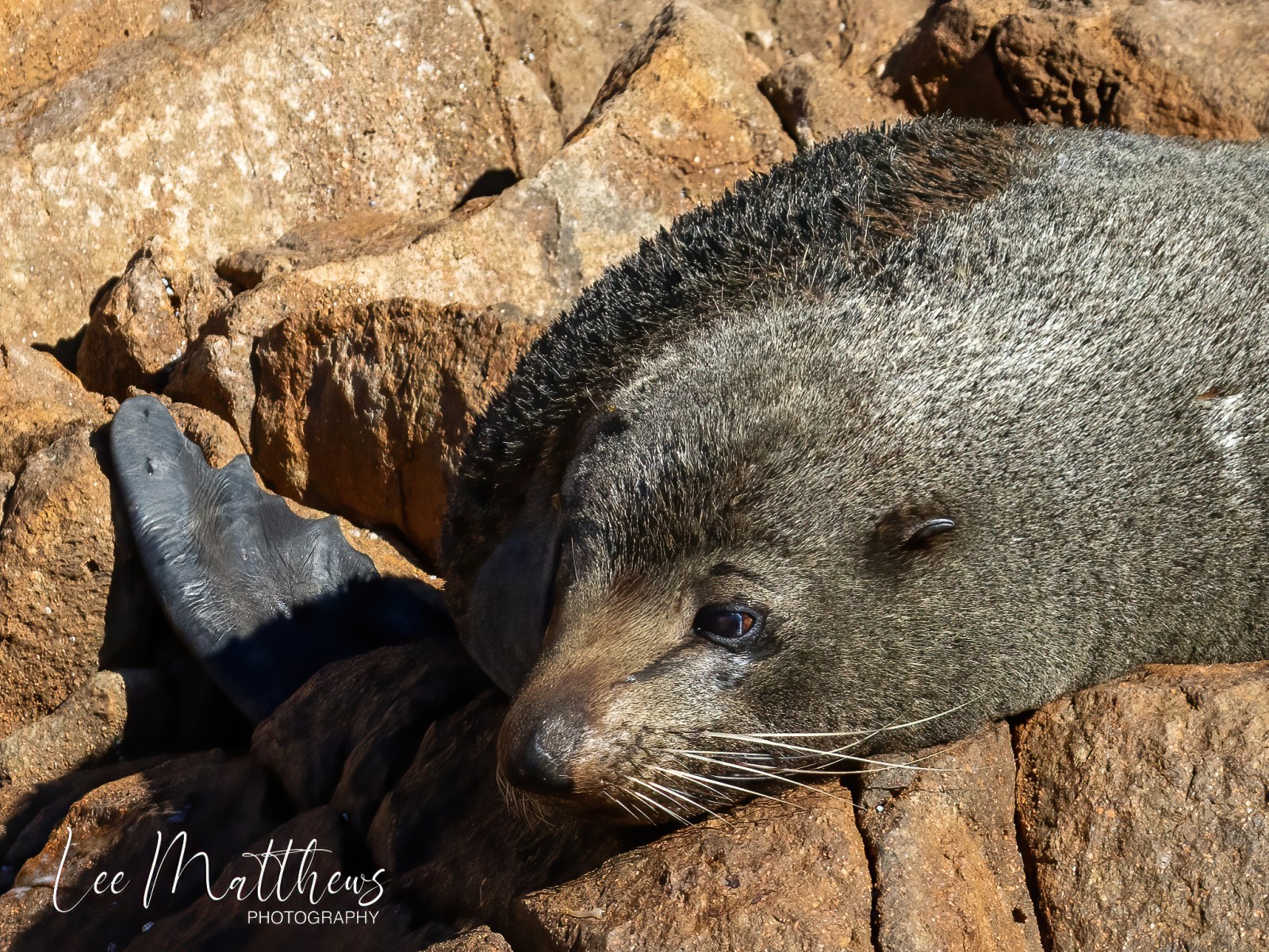 a close up of a seal on a rock