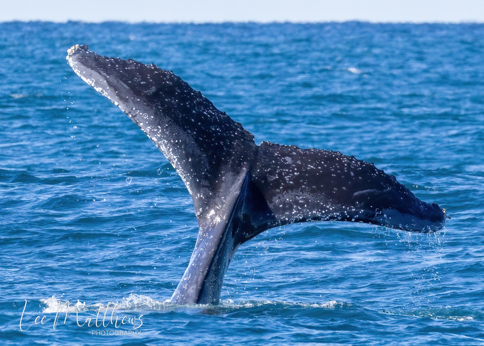 a whale jumping out of the water