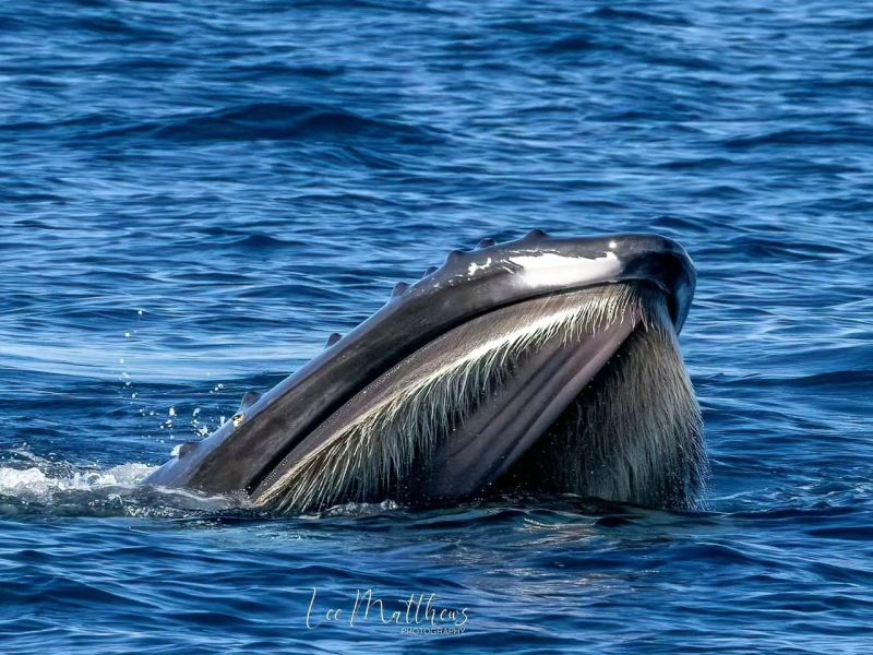 Whale Watching Moonshadow TQC Cruises Port Stephens