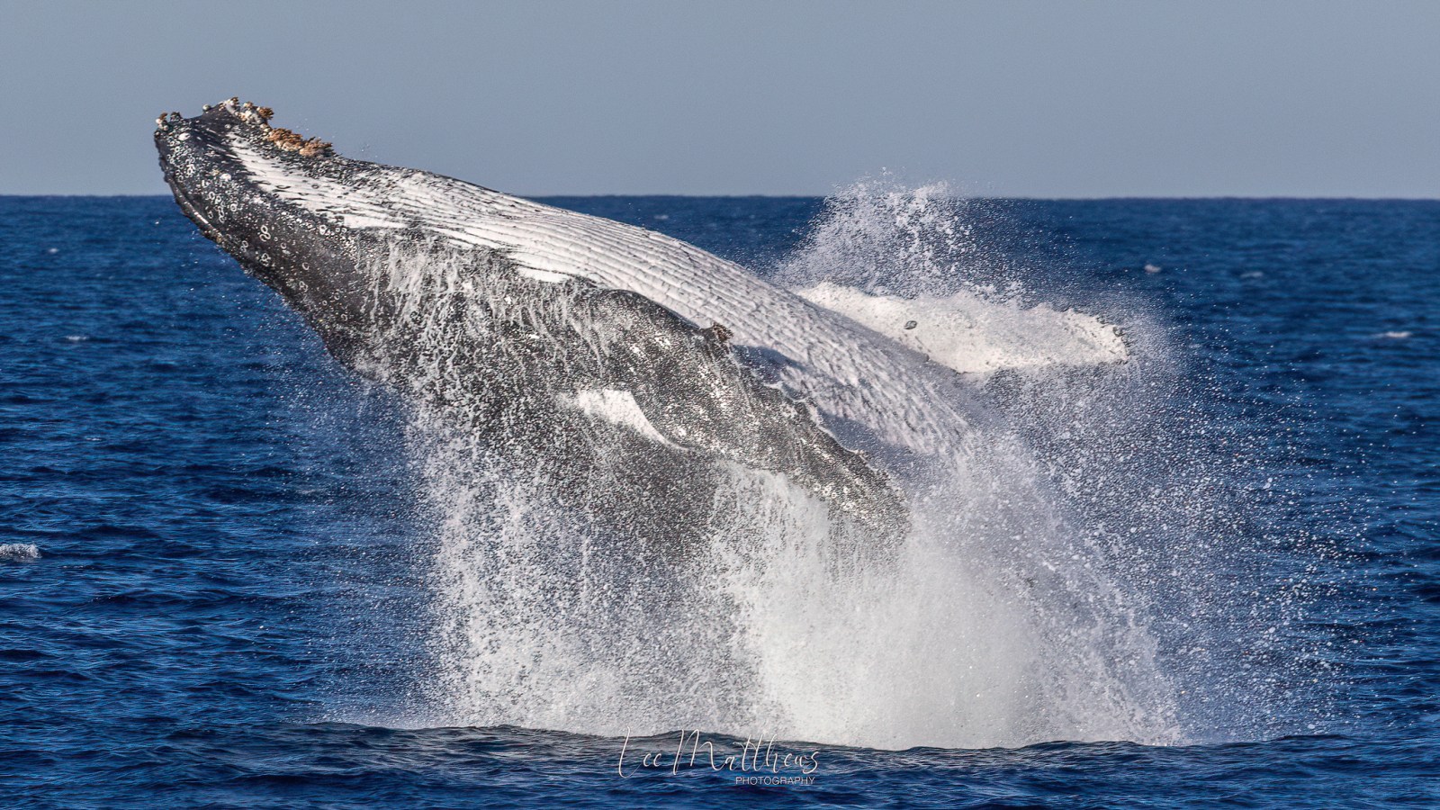 a whale jumping out of the water
